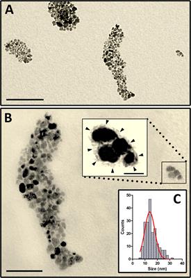 Association of the Somatostatin Analog Octreotide With Magnetic Nanoparticles for Intraocular Delivery: A Possible Approach for the Treatment of Diabetic Retinopathy